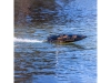 720145-4.webp